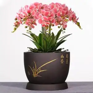 紫砂花盆兰花盆蝴蝶兰君子兰花盆陶瓷家用大号绿植花卉盆栽盆景盆