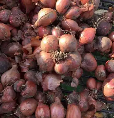 毛葱东北吉林蔬菜种植基地毛葱产量大质量好