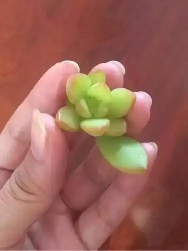 这9种多肉植物"有毒",长大后辣眼睛!