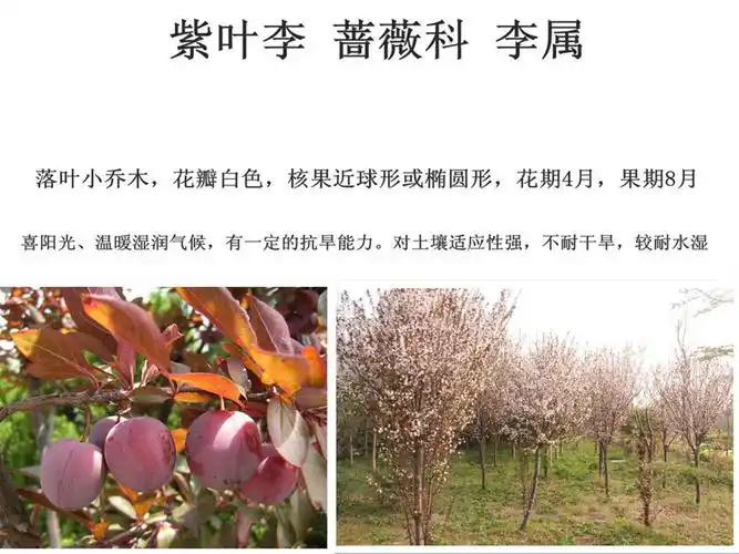 展开全部 紫叶李,果能吃食,但比较涩难以下口