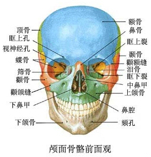 颅面骨正面观中的颧骨,上颌骨和下颌骨[1],颧骨和下颌角决定了