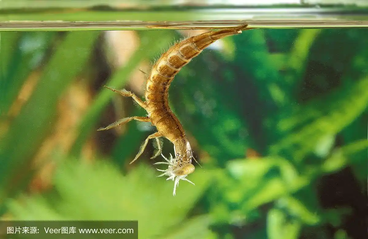 水下甲虫,幼虫,诺曼底,池塘,非凡的