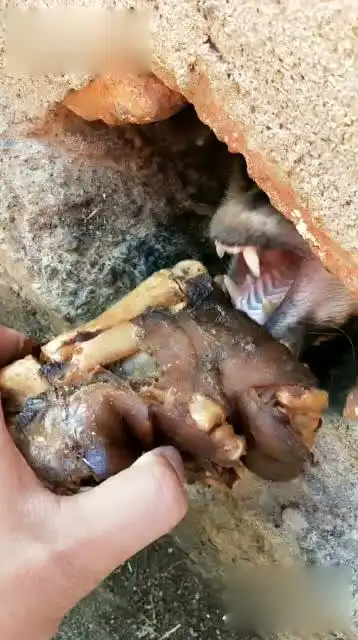 狗狗钻进洞中不出来,想用猪腿诱惑出来,全程只看到它的牙齿