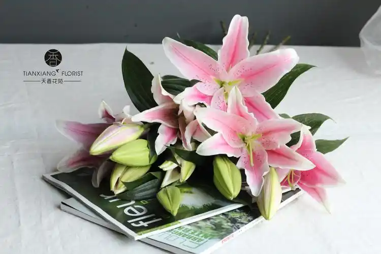 百合单支【双头粉百合/双头白百合/双头黄蜂百合】 - 天香花苑