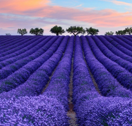浪漫的诱惑抵不住薰衣草的真实吗?