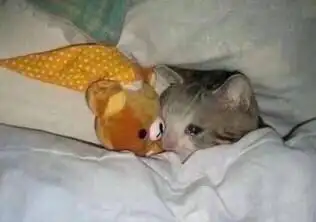 抖音流泪猫猫头表情包