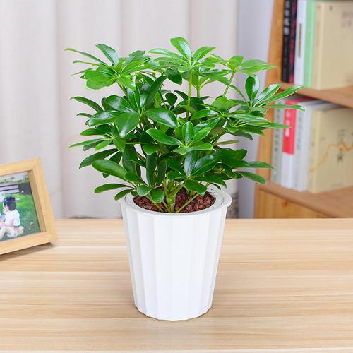 鸭掌鸭脚木七叶莲绿植小盆盆栽水培花卉办公办公室绿植