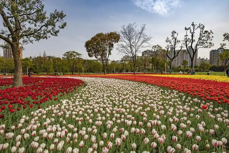 2020年大宁公园郁金香