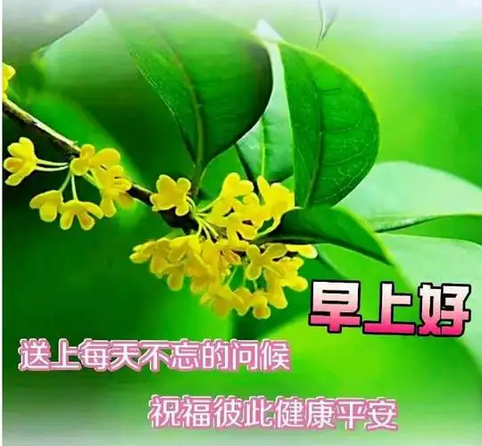 8张有创意好看的春日早上好问候图片带字温馨
