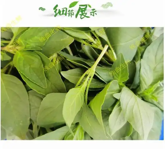 河南新鲜荆芥菜大叶荆茎芥菜调味蔬菜500g