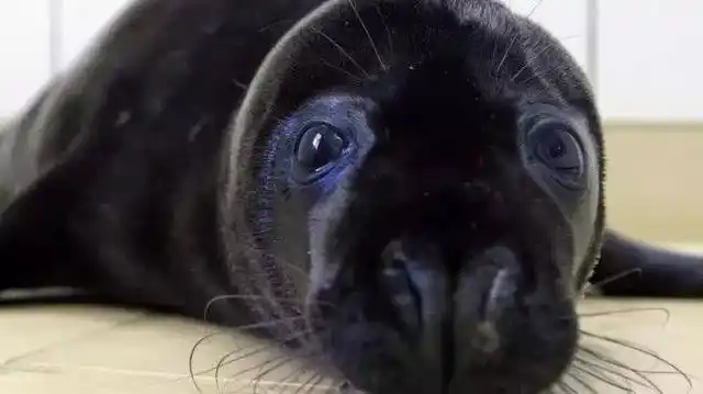 黑色素造就的18种黑色动物