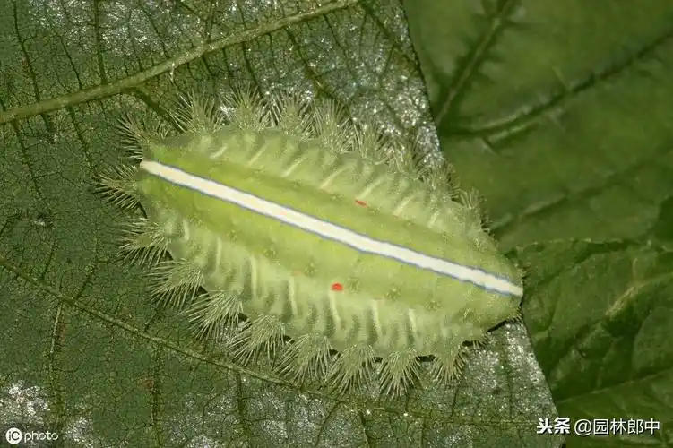 这种害虫俗称洋辣子,不仅危害园林植物,还会伤到人