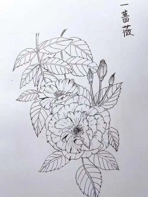 线稿临摹2050蔷薇