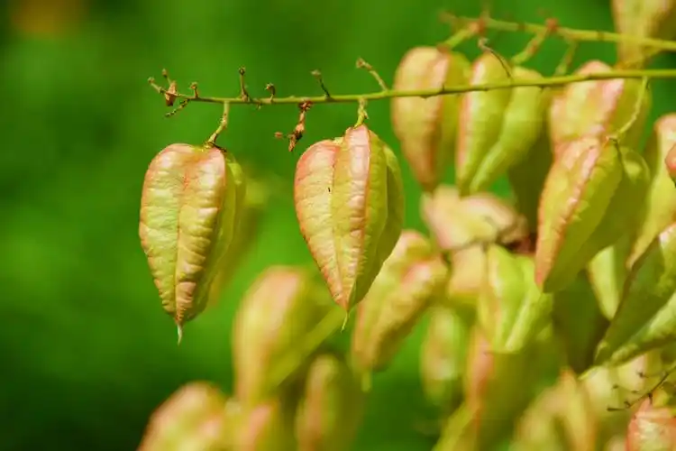 还没成熟的栾树果实,原创拍摄_高清图集_新浪网