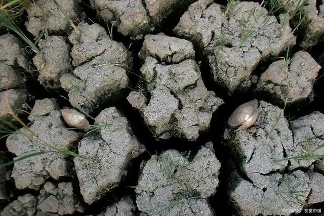 重金属污染是当今环境保护所面临的一个严重问题,它对人类健康和生态