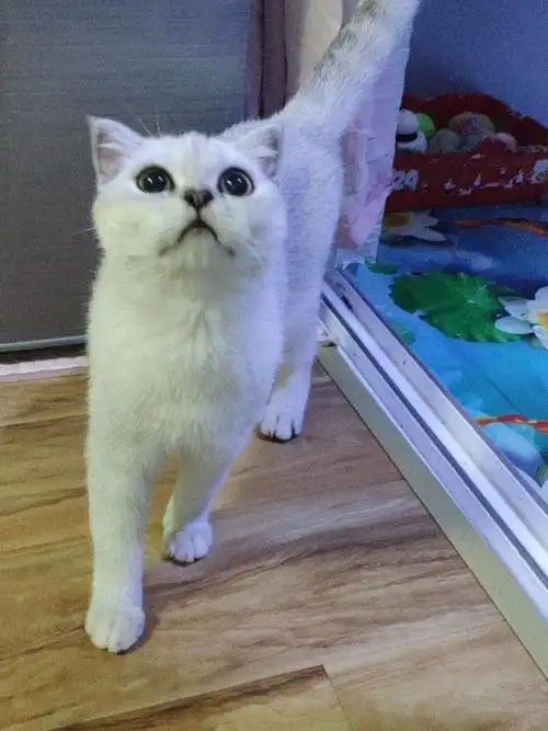 7个月的银点血渐层弟弟,找铲屎官