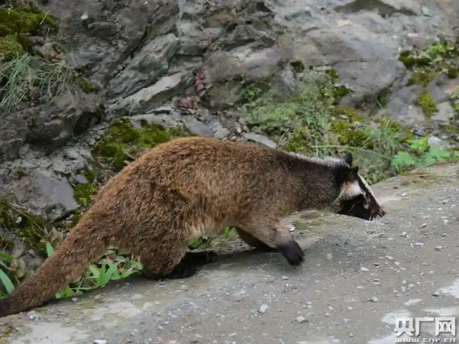 果子狸悬崖坠落公路摔晕 云南贡山警民热心救助