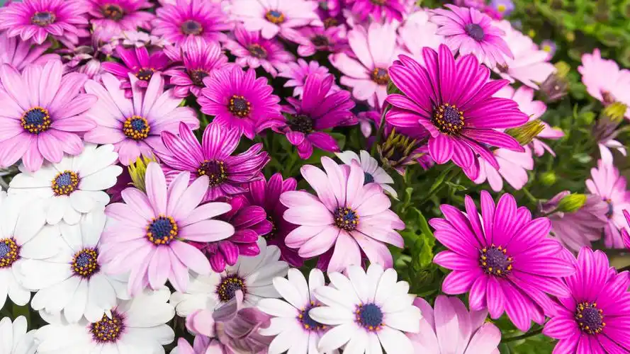 壁纸 美丽的粉红色菊花,夏花