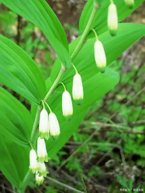 玉竹的功效和适合人群