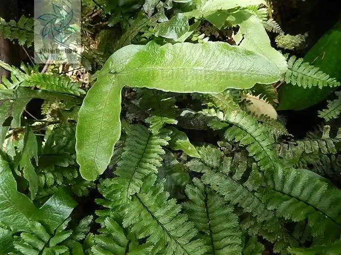 图片检索 | ppbc中国植物图像库