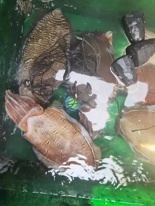 活大墨鱼大目鱼刺身级别东山岛海鲜大墨鱼