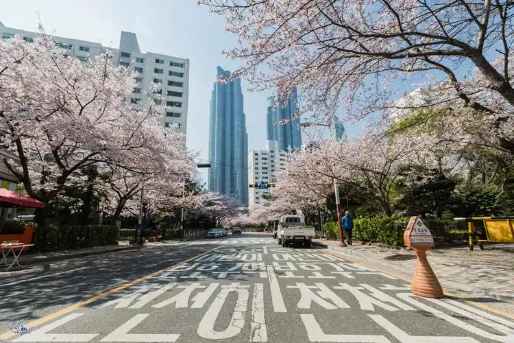 韩国樱该还没脱离困境