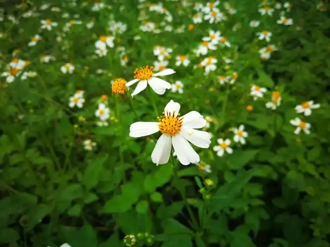 惠州植物园的春天
