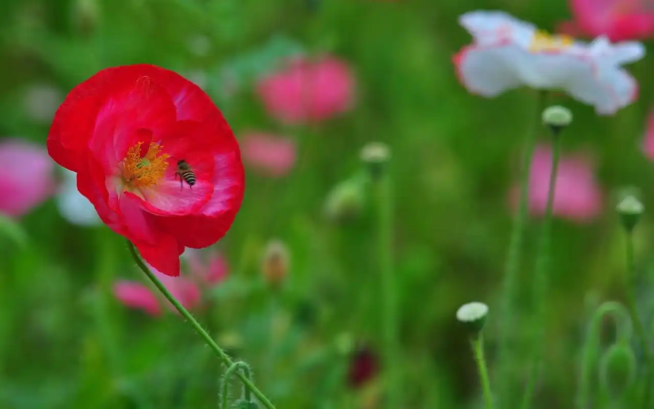 盛开的虞美人高清唯美花卉图片桌面壁纸高清大图预览1920x1200_植物