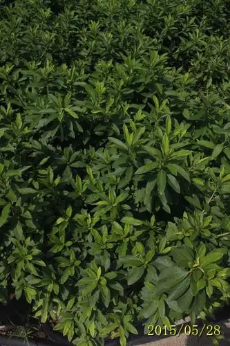 毛杜鹃_毛杜鹃价格_求购毛杜鹃_毛杜鹃供应_中山汪