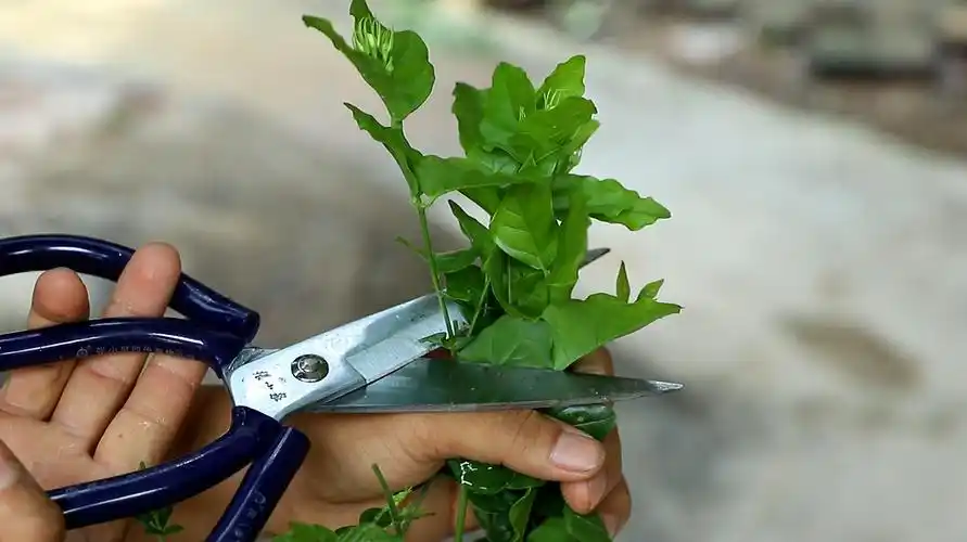 2茉莉花修剪:茉莉花花败后,要将残败的花朵,花梗修剪去除掉,然后适当