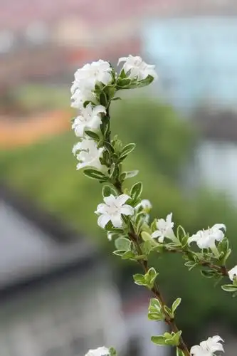 我家的盆栽六月雪又现花簇茂盛