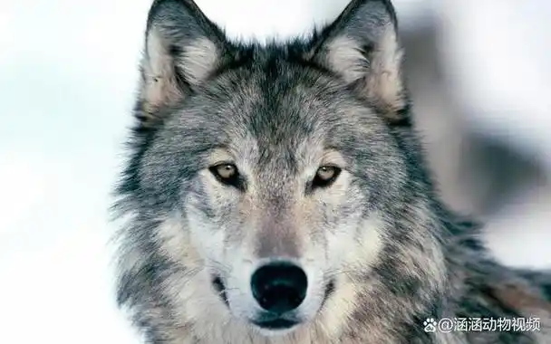 其中,最重要的一种沟通方式就是眼神