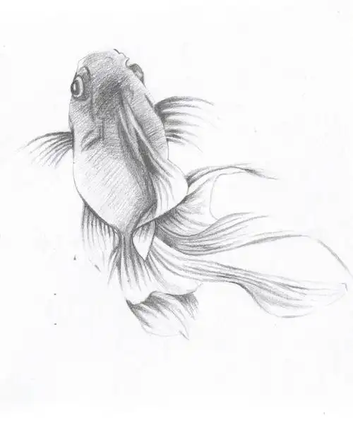 灵动的鱼|纯艺术|素描|子牧牧之 - 原创作品 - 站酷 (zcool)