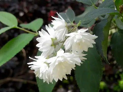 花儿特写——白重瓣溲疏