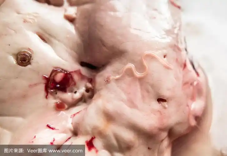 异尖线虫鱼在肝脏和内脏上寄生