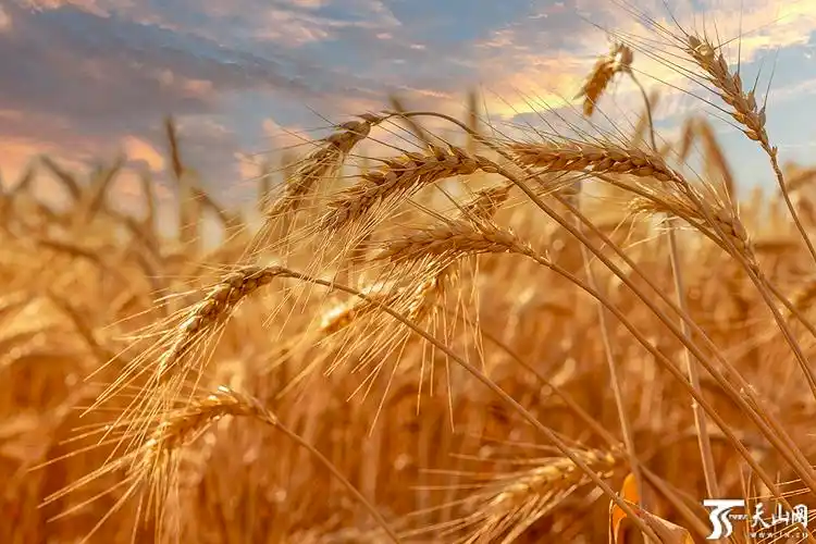 【图说新疆】金色田野 麦浪滚滚 -天山网 - 新疆新闻门户