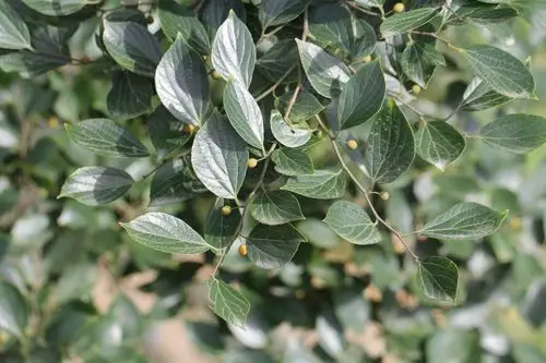 庆元植物1280榆科朴属朴树