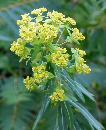大戟,又称湖北大戟.草本植物.