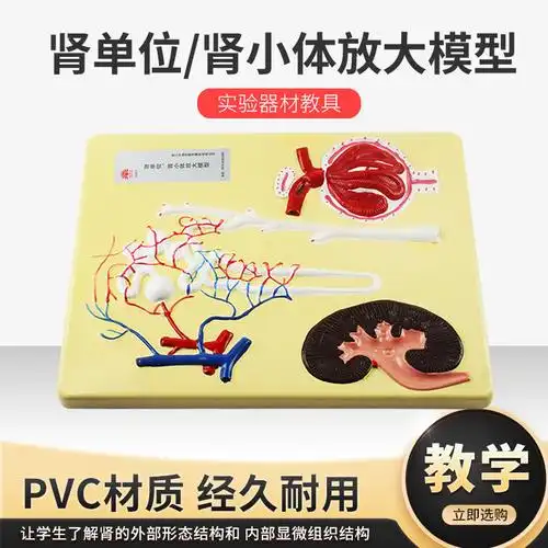 肾单位肾小体放大模型初中高中生物实验室教学仪器实验器材教具