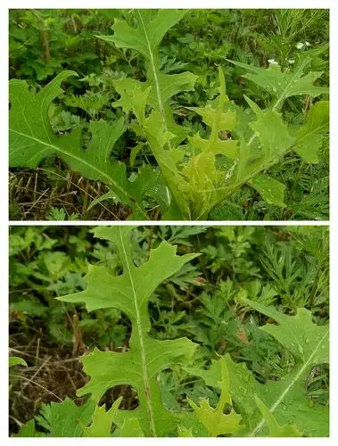 翅果菊-菊科-叶羽状深裂