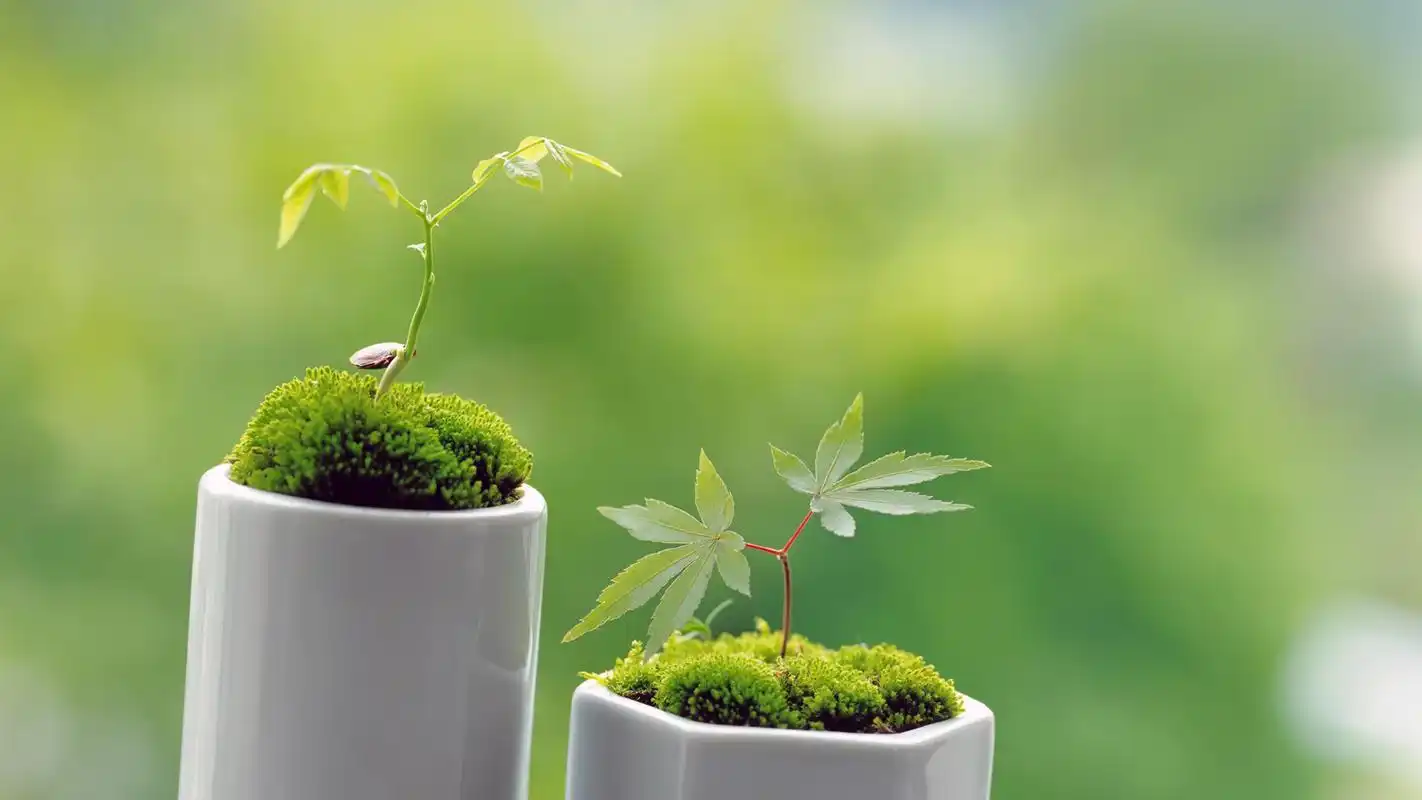 静物小清新风景护眼壁纸,浓浓小清新风格的唯美静物图片,绿意盎然的