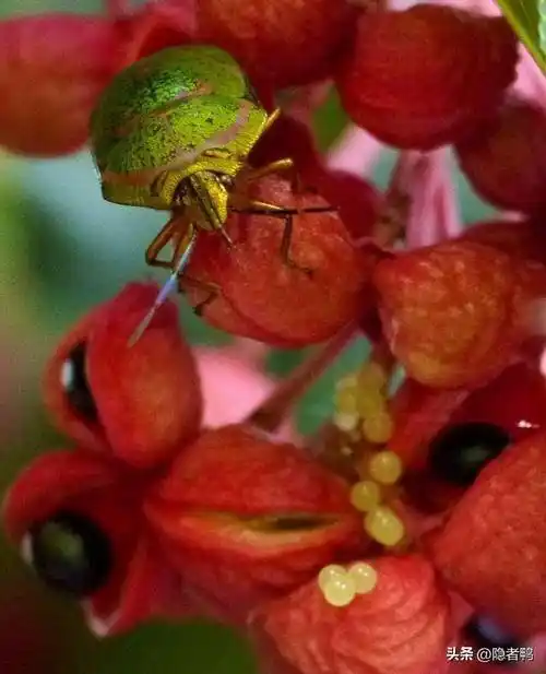 最漂亮的昆虫;宝石虫,我们那里叫"臭屁虫"_甲虫_同伴_公园