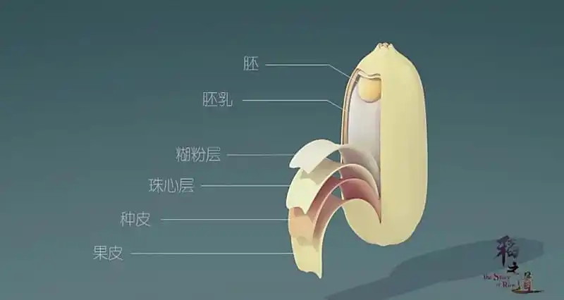 亲子水稻收割招募|一粒米中的汉字文化,是这么来的?-在线订票-互动吧