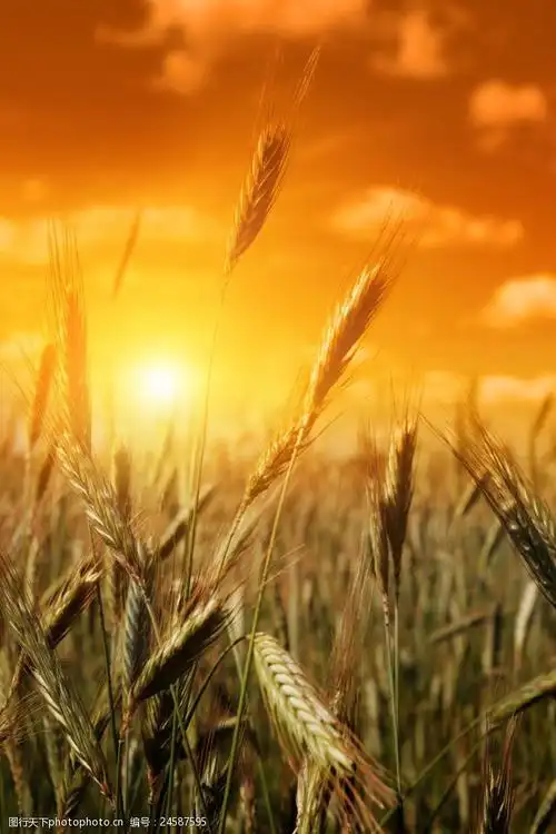 设计图库 高清素材 自然风景 关键词:晚霞中的金色麦穗图片素材 图片