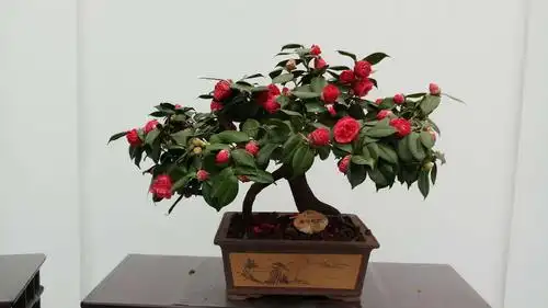 深圳市2019茶花展