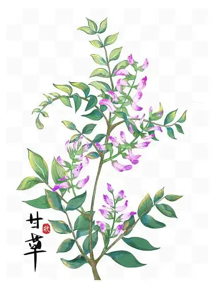 中 i> i>草 /i> /i> i>药 /i>植物 i>甘 /i> i> i>草 /i> /i>手绘