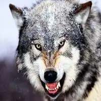 高清凶猛霸气的狼图片头像_微信头像图片大全