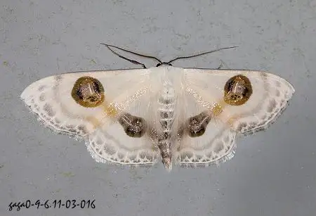 这种白色的飞蛾叫什么名?挺漂亮的