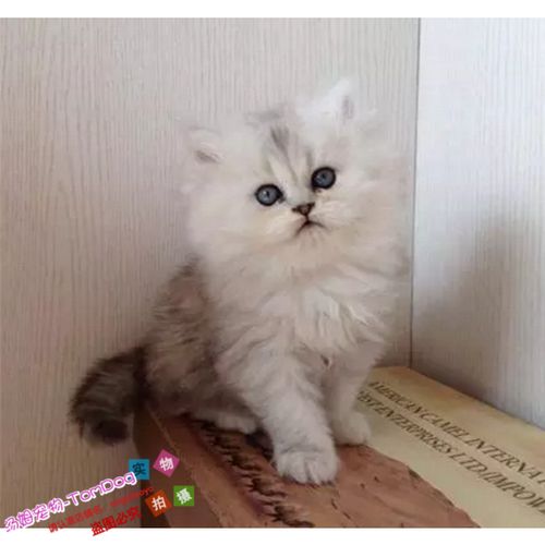 活体宠物幼猫金吉拉长毛猫出售纯种家养白色长毛公母都有e