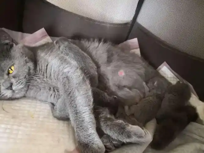 家养一窝纯种英短蓝猫5月6号出生,有公有母可预约了